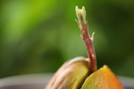 Avocado pit with sprout on blurred background, closeup. Space for textの写真素材