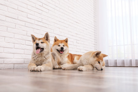 Adorable Akita Inu dog and puppies on floor indoorsの写真素材
