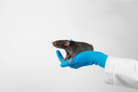 Scientist holding laboratory rat on white background, closeupの写真素材