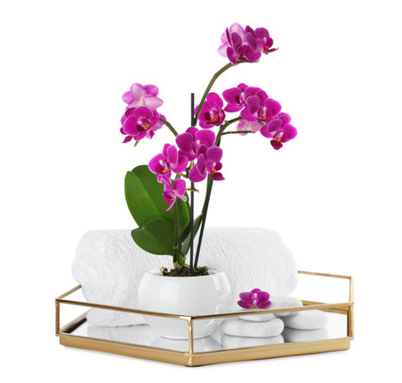 Composition with orchid in flowerpot and spa stones on white background