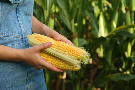 Woman holding fresh ripe corn on field, closeupの写真素材