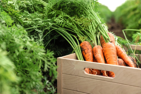 Wooden crate of fresh ripe carrots on field. organic farmingの写真素材