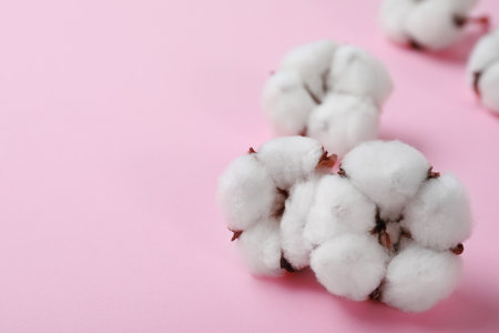 Fluffy cotton flowers on pink background, closeup. Space for textの写真素材