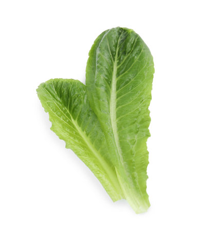 fresh salad greens on white backgroundの写真素材