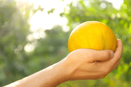 Man holding ripe juicy melon outdoors on sunny day, closeupの写真素材