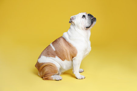 Adorable funny English bulldog on yellow backgroundの写真素材