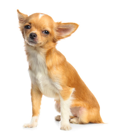 Cute small Chihuahua dog on white backgroundの写真素材