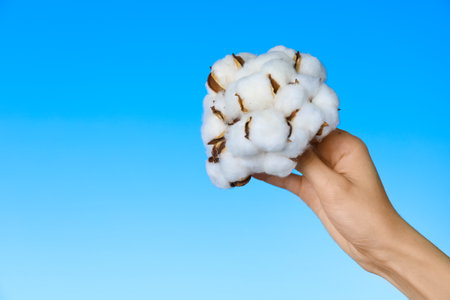 Woman holding cotton flowers against blue sky, closeup. Space for textの写真素材