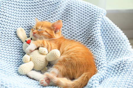 Sleeping cute little kitten with toy on light blue blanketの写真素材