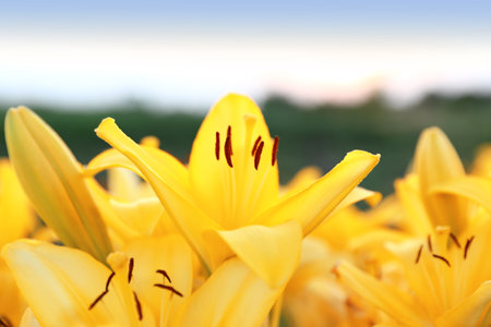 Beautiful bright yellow lilies growing at flower field, closeup