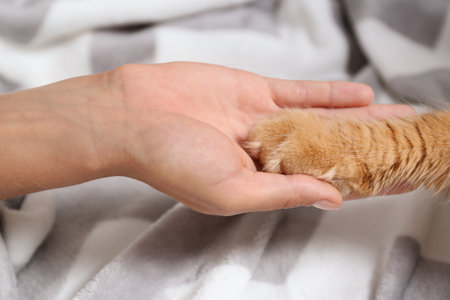 Woman and cat holding hands together on warm blanket, closeup viewの写真素材