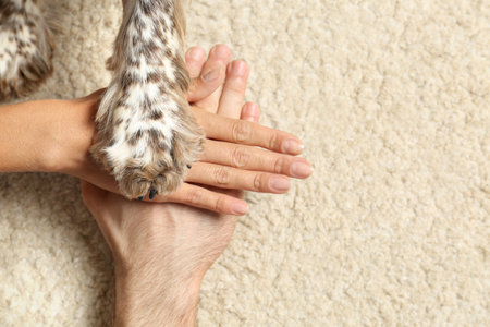 Family with their dog putting hands and paw together on light carpet, top view. Space for textの写真素材
