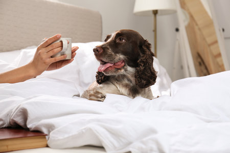 Adorable Russian Spaniel with owner in bed, closeup viewの写真素材