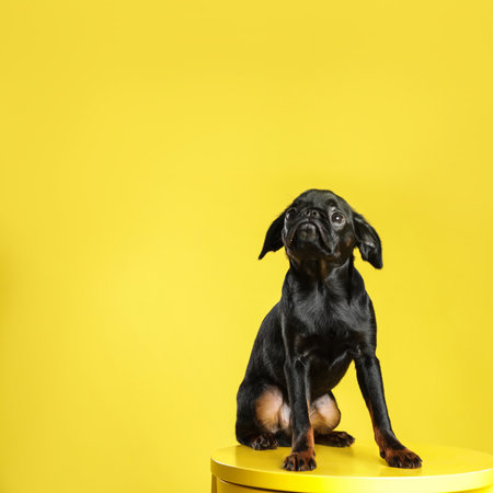 Adorable black Petit Brabancon dog on table against yellow background, space for textの写真素材