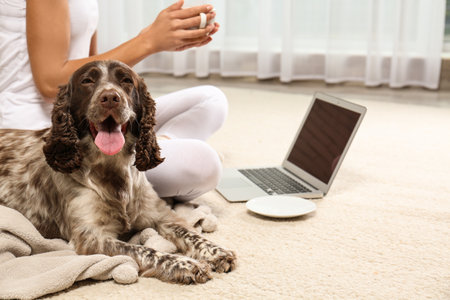 Adorable Russian Spaniel with owner on light carpet indoors, closeup view. Space for textの写真素材