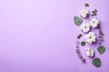 Flat lay composition with cotton flowers on violet background. Space for textの写真素材