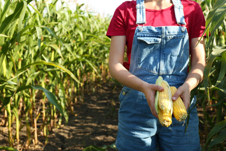 Woman holding fresh ripe corn on field, closeupの写真素材