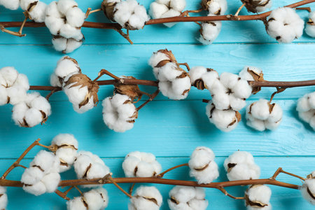Flat lay composition with branches of cotton plant on light blue wooden backgroundの写真素材