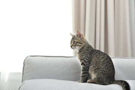 Gray tabby cat on sofa in living room, space for text. Adorable petの写真素材