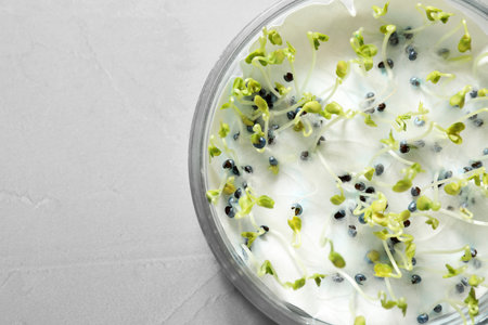 Germination and energy analysis of rape seeds in Petri dish on light table, space for text....
