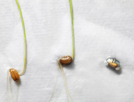 Young seedlings on paper napkin, closeup. laboratory researchの写真素材