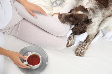 Adorable Russian Spaniel with owner on bed, top viewの写真素材
