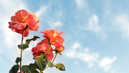 Green bush with beautiful roses in blooming garden on sunny dayの写真素材