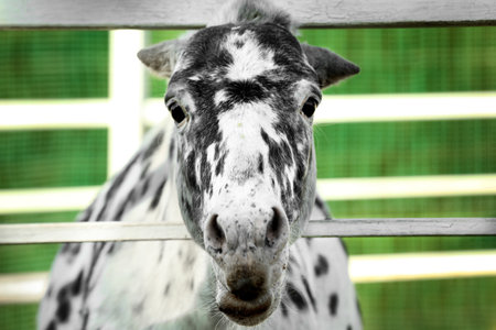 Dapple gray miniature horse at fence outdoorsの写真素材