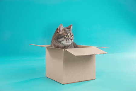 Cute gray tabby cat sitting in cardboard box on blue backgroundの写真素材
