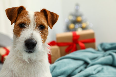 Cute Jack Russell Terrier dog on bed in room decorated for Christmas, space for text. Cozy winterの写真素材