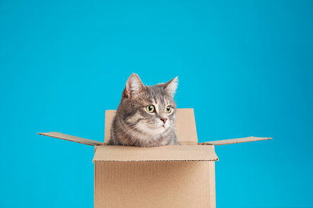 Cute gray tabby cat sitting in cardboard box on blue background