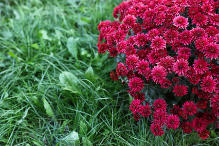 Beautiful blooming Chrysanthemum bush outdoors. autumn flowers