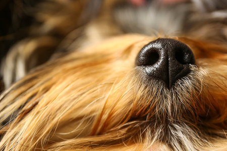 Adorable Yorkshire Terrier, focus on nose. cute dogの写真素材