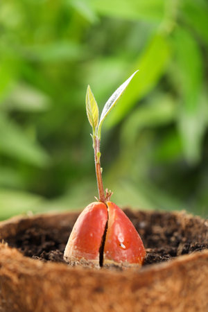 Avocado pit with sprout in pot on blurred background