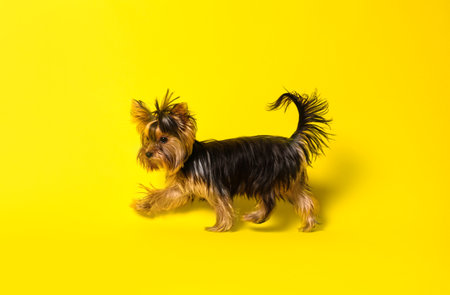 Adorable Yorkshire Terrier on yellow background. cute dogの写真素材