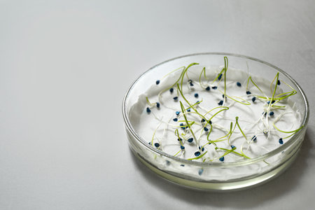 Germination and energy analysis of onion seeds in Petri dish on light table, space for text....