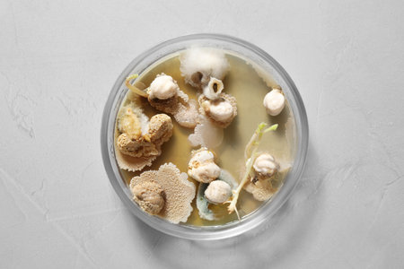 Germination and energy analysis of chickpeas in Petri dish on light table, top view. laboratory researchの写真素材