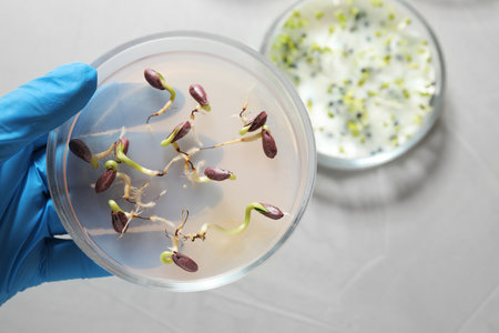 Scientist holding Petri dish with sunflower seeds in laboratory, top view. Germination and energy...