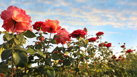 Green bush with beautiful roses in blooming garden on sunny dayの写真素材