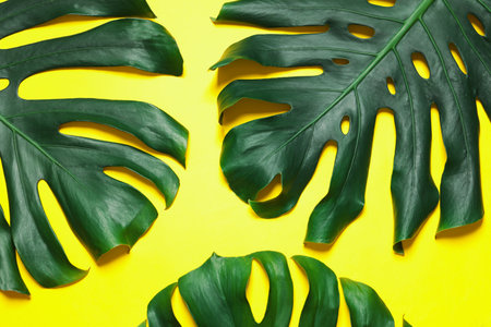 Green fresh monstera leaves on color background, flat lay. tropical plant