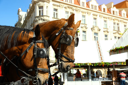 PRAGUE, CZECH REPUBLIC - APRIL 25, 2019: Harnessed horses on city street. Space for textの写真素材