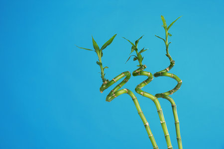 Tropical bamboo stems with lush leaves on blue background, space for text. Stylish interior element