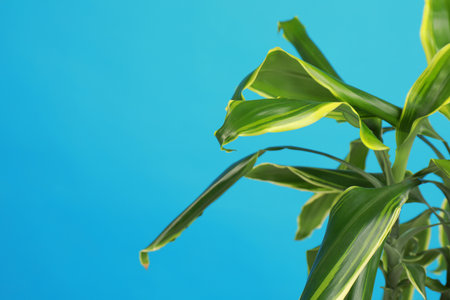 Tropical leaves on blue background, space for text. Stylish interior elementの写真素材