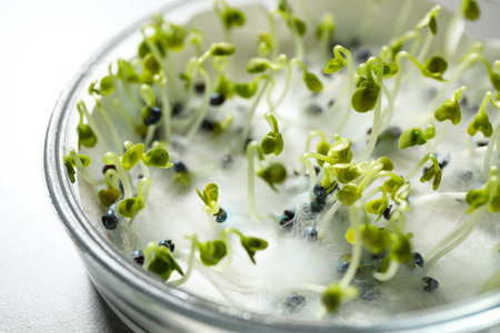Germination and energy analysis of rape seeds in Petri dish on table, closeup. laboratory researchの写真素材