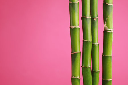 Tropical bamboo stems on pink background, space for text. Stylish interior elementの写真素材