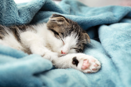 Adorable little kitten sleeping on soft plaidの写真素材