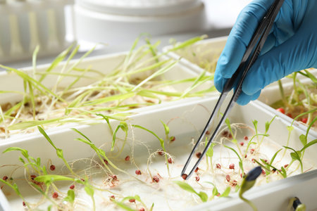 Scientist taking sprouted corn seed from container with tweezers, closeup. laboratory analysisの写真素材