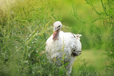 Domestic turkey with white feathers outdoors. Poultry farmingの写真素材