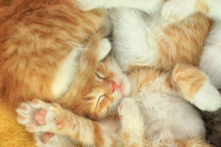Cute sleeping little red kittenの写真素材