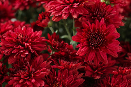 Beautiful red chrysanthemum flowers with leaves, closeupの写真素材